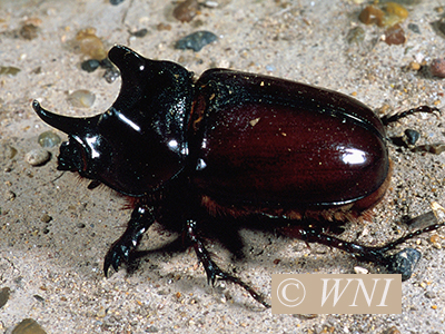 Aloeus Ox Beetle (Strategus aloeus)
